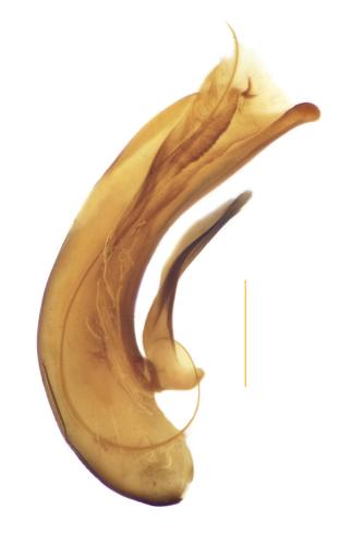 Dyschirius chalybaeus